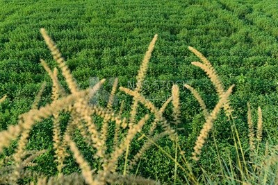 Landscape of a mint field in Egypt