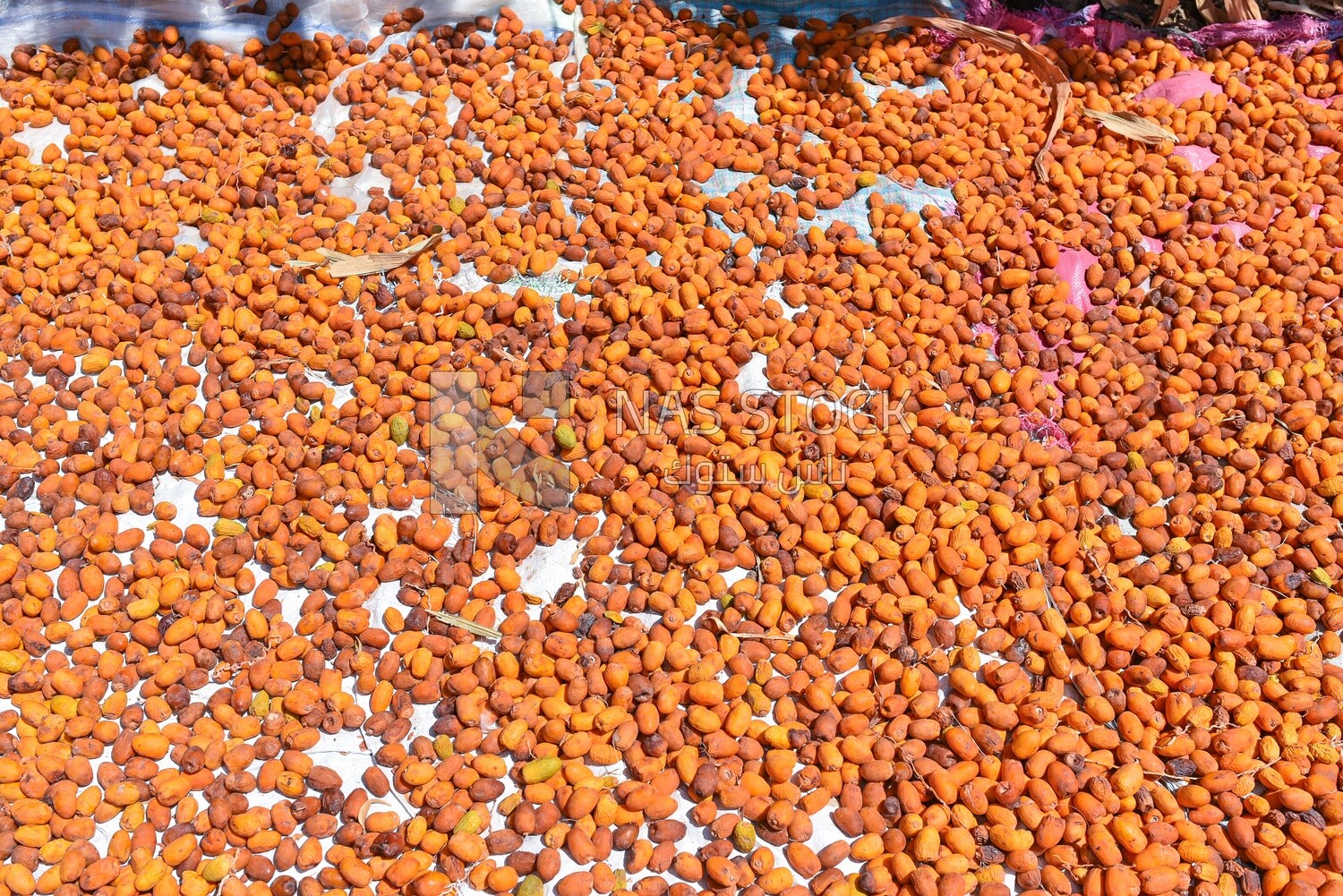 A scene of a group of dates stacked under the sun to dry them