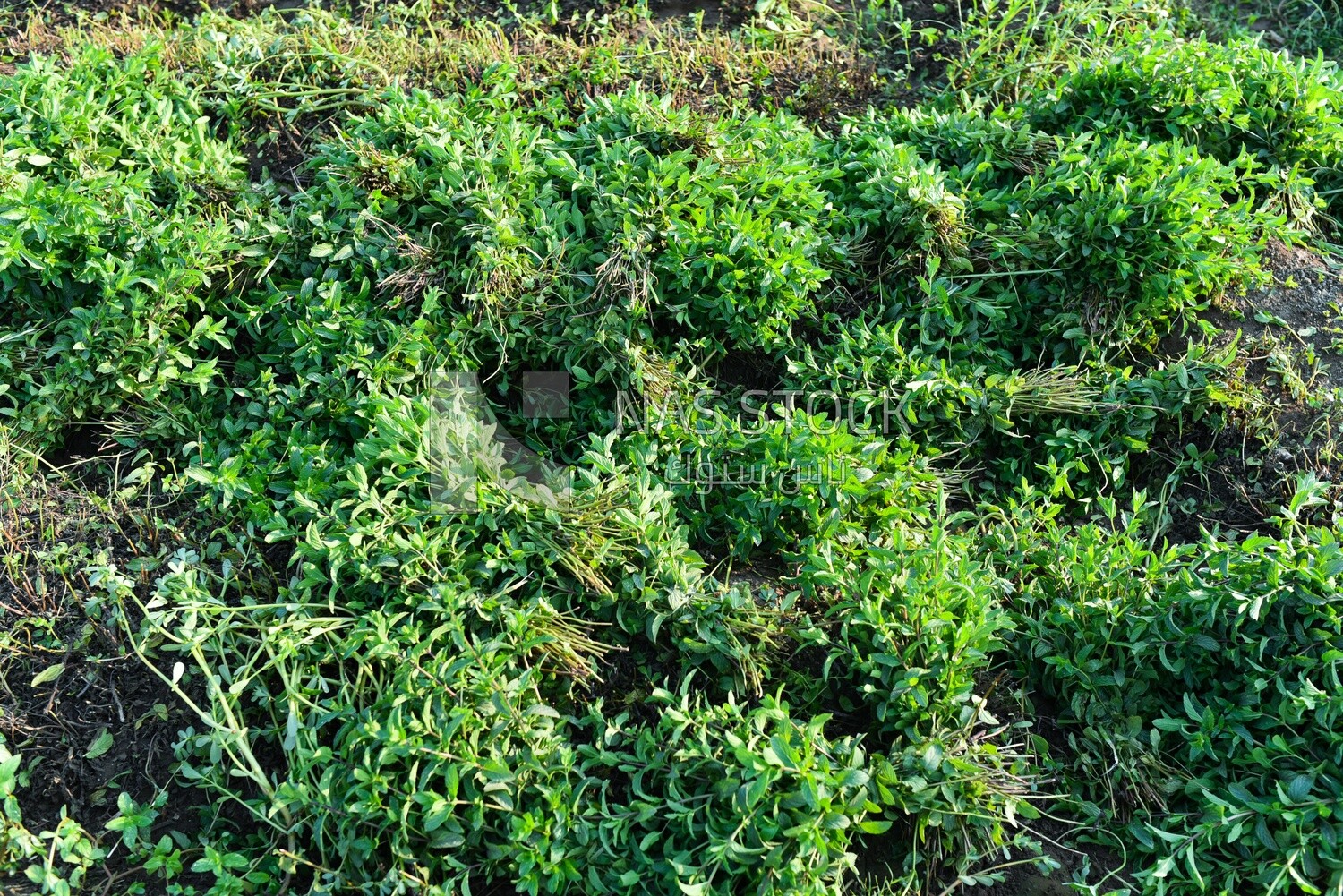 A scene of several bundles of mint in the field