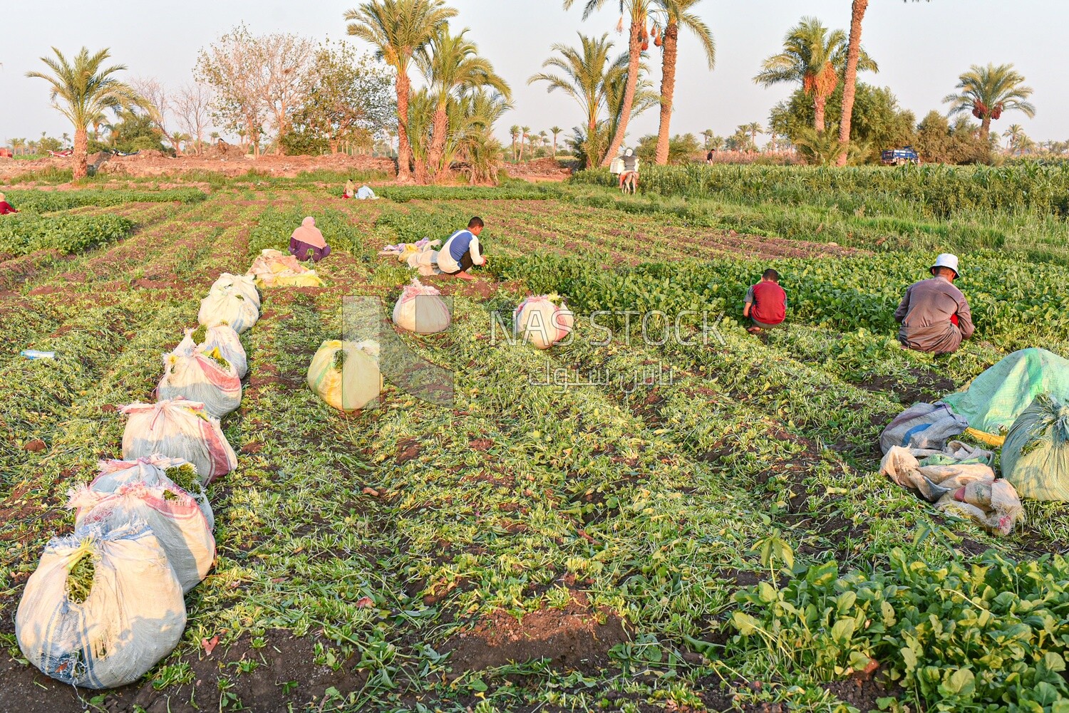 Egyptian farmers harvest watercress