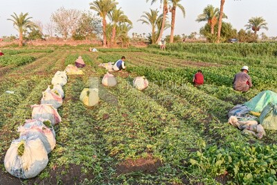 Egyptian farmers harvest watercress