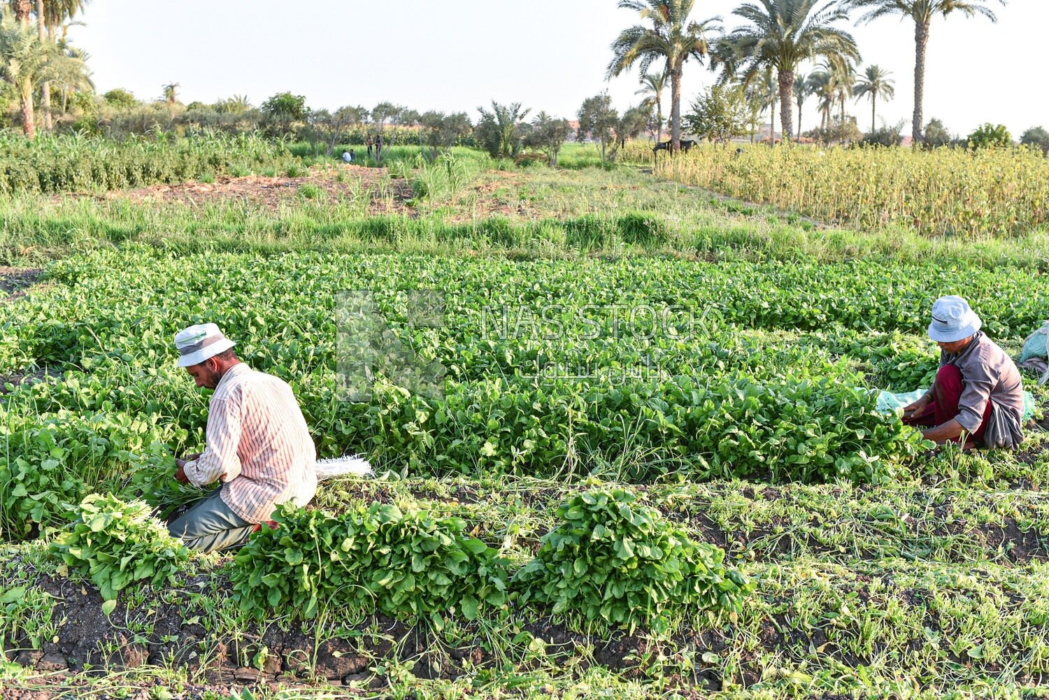 Egyptian farmers harvest watercress