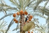 A scene of an Egyptian farmer climbing palm trees harvesting dates