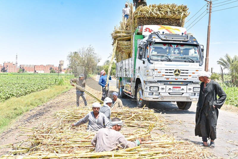 Group of farmers packing sugarcane in distribution trucks