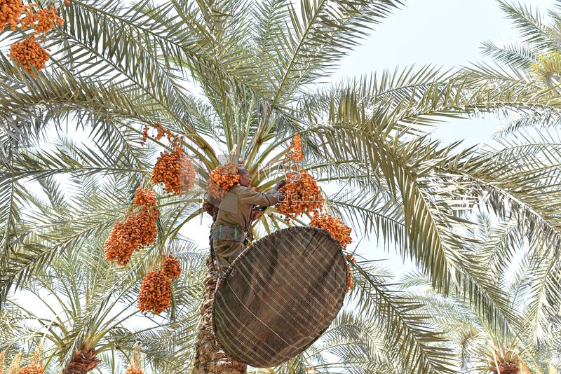 A scene of an Egyptian farmer climbing palm trees harvesting dates