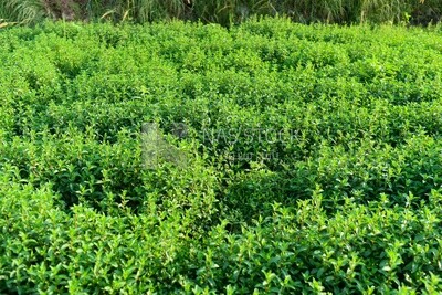 Landscape of a mint field in Egypt