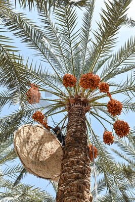 A scene of an Egyptian farmer climbing palm trees harvesting dates