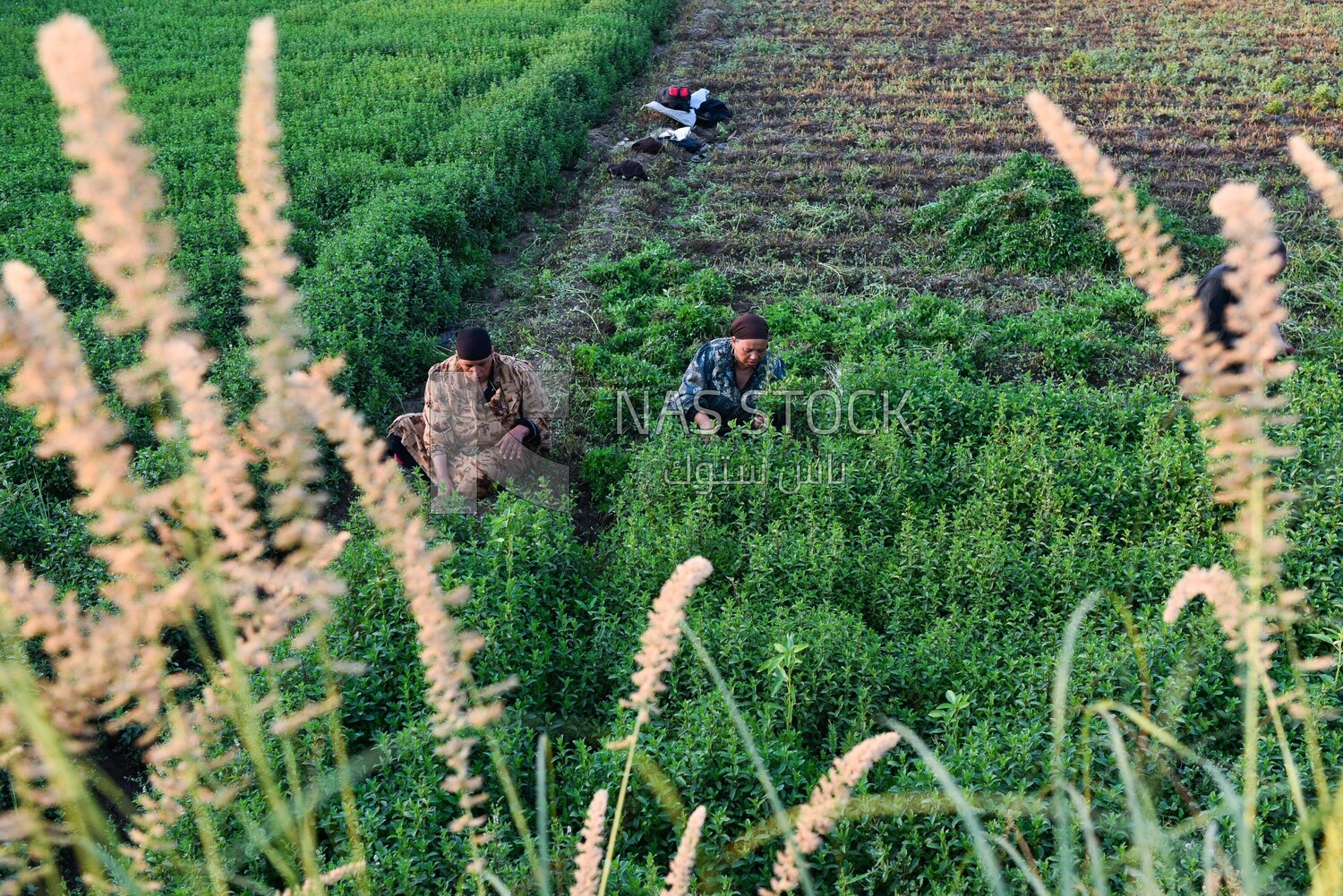 A top view of an Egyptian farmer sitting in the field and harvesting mint