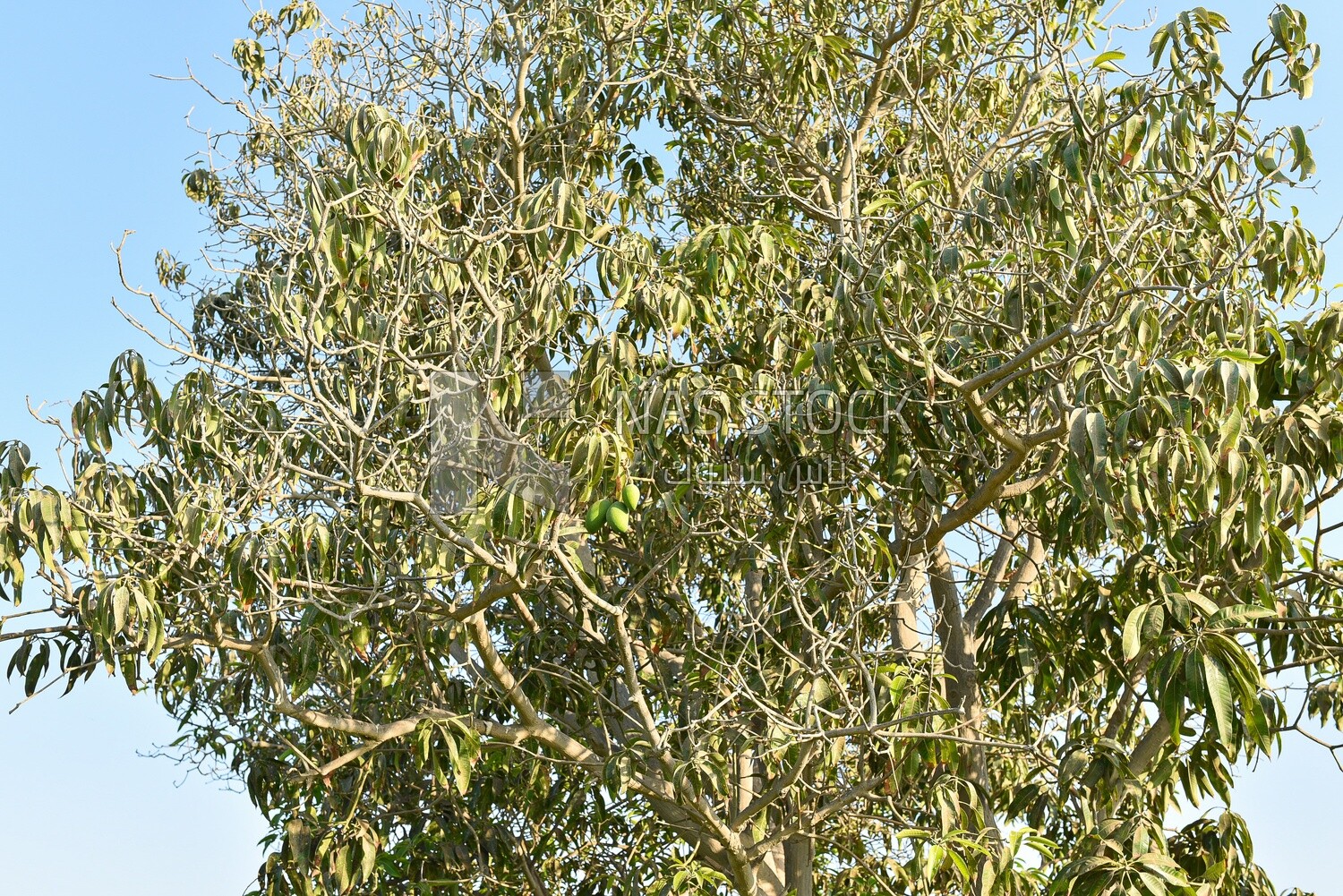 Beautiful scene of a mango tree with fruits in its first growth stage