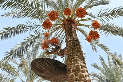 A scene of an Egyptian farmer climbing palm trees harvesting dates