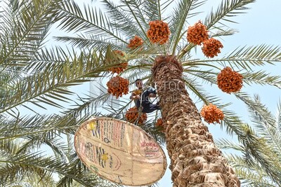 A scene of an Egyptian farmer climbing palm trees harvesting dates