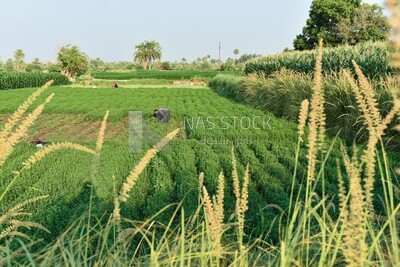 Landscape of a large agricultural land with a crop of mint and Egyptian farmers harvesting it