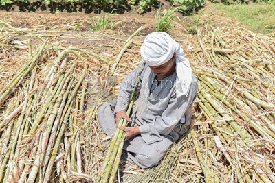 An Egyptian farmer collecting sugar cane