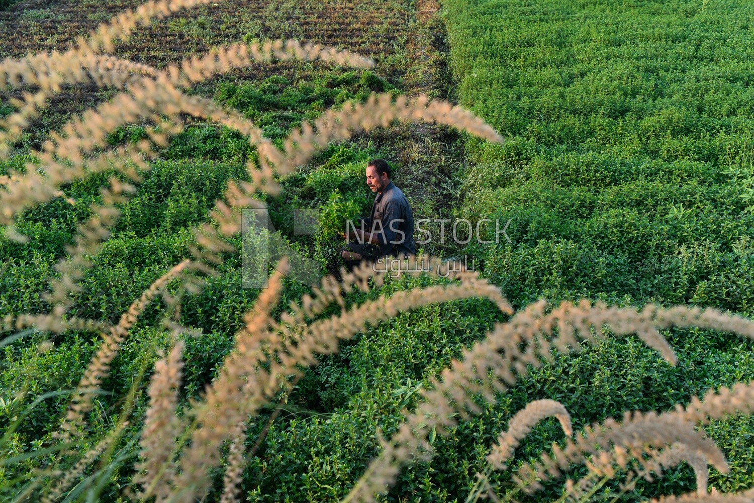 A scene of an Egyptian farmer harvesting mint and collecting it in bundles