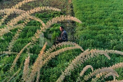 A scene of an Egyptian farmer harvesting mint and collecting it in bundles