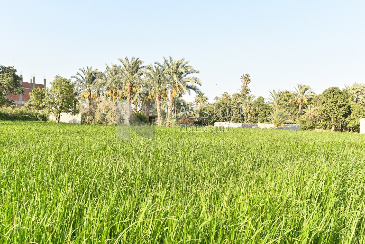 A scene of an Egyptian rice field