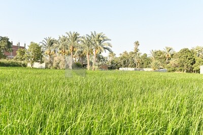 A scene of an Egyptian rice field