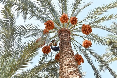 A scene of an Egyptian farmer climbing palm trees harvesting dates