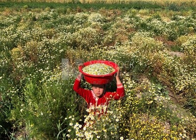 Little Egyptian girl working in the chamomile harvest