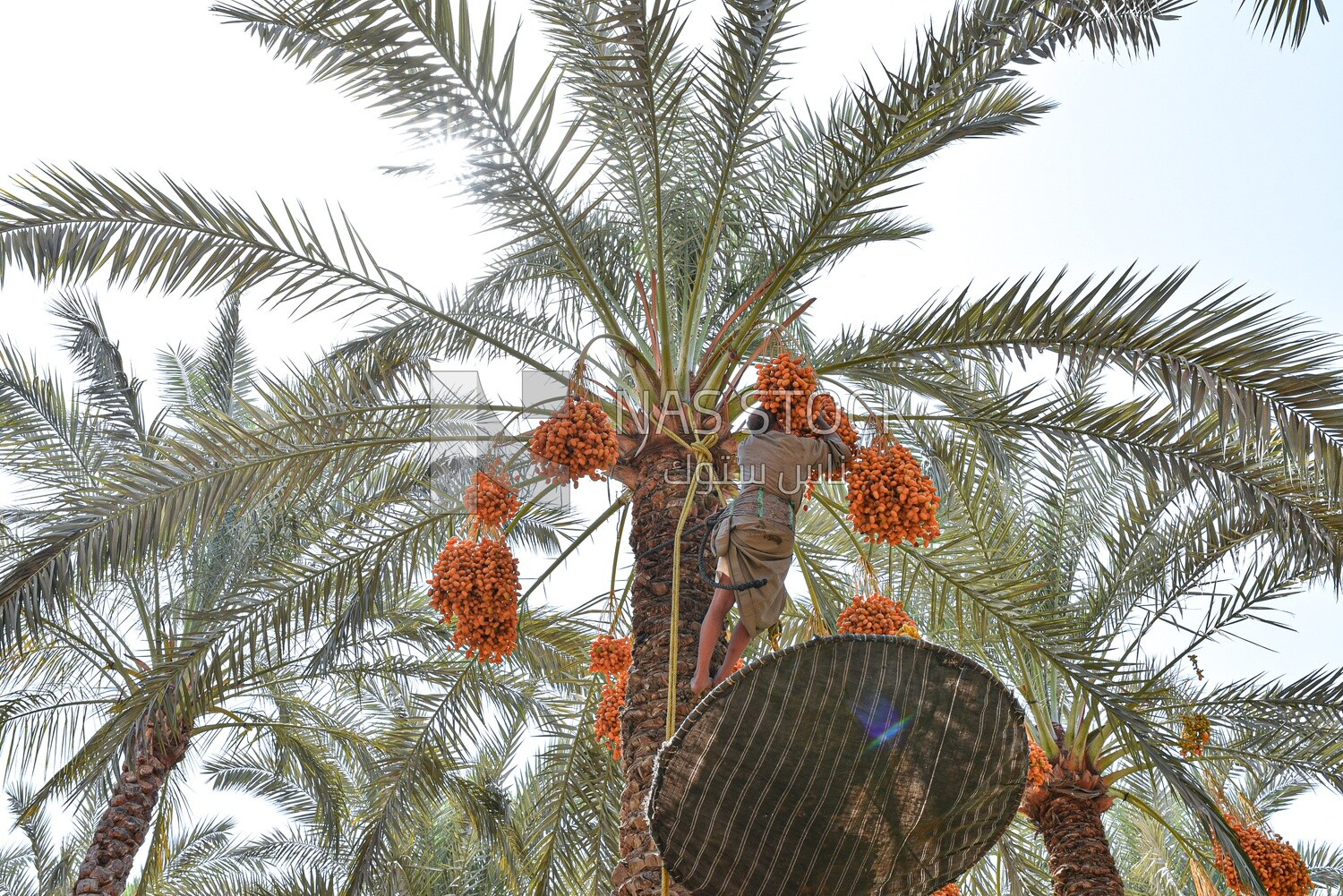 A scene of an Egyptian farmer climbing palm trees harvesting dates