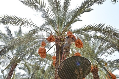 A scene of an Egyptian farmer climbing palm trees harvesting dates