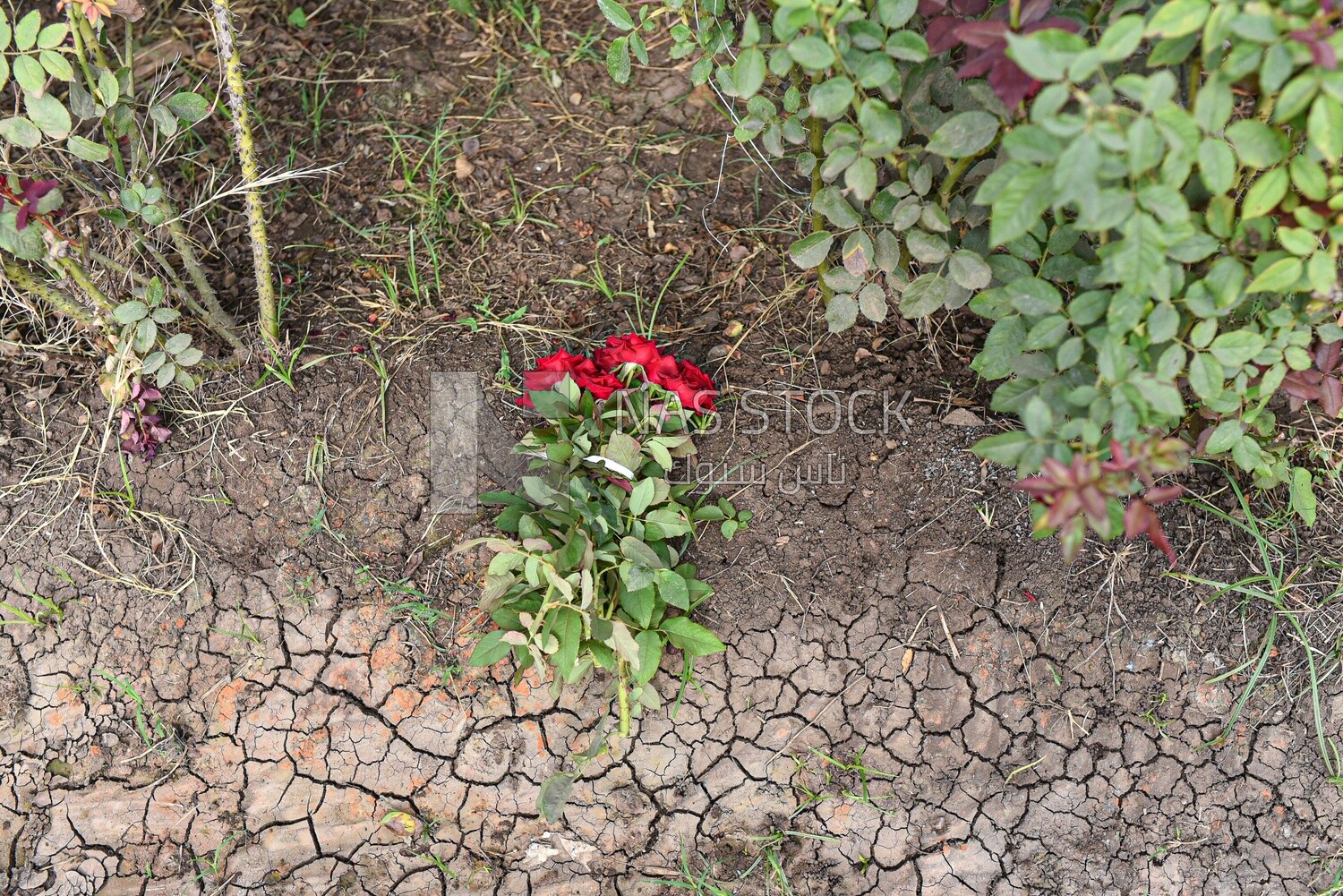 The scene of a red bouquet of flowers in the field