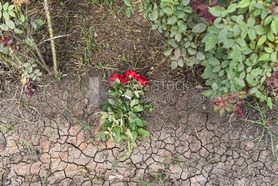 The scene of a red bouquet of flowers in the field