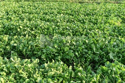 Scene of a watercress field