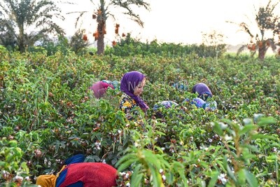 Scene for a group of Egyptian girls working in the field harvesting cotton