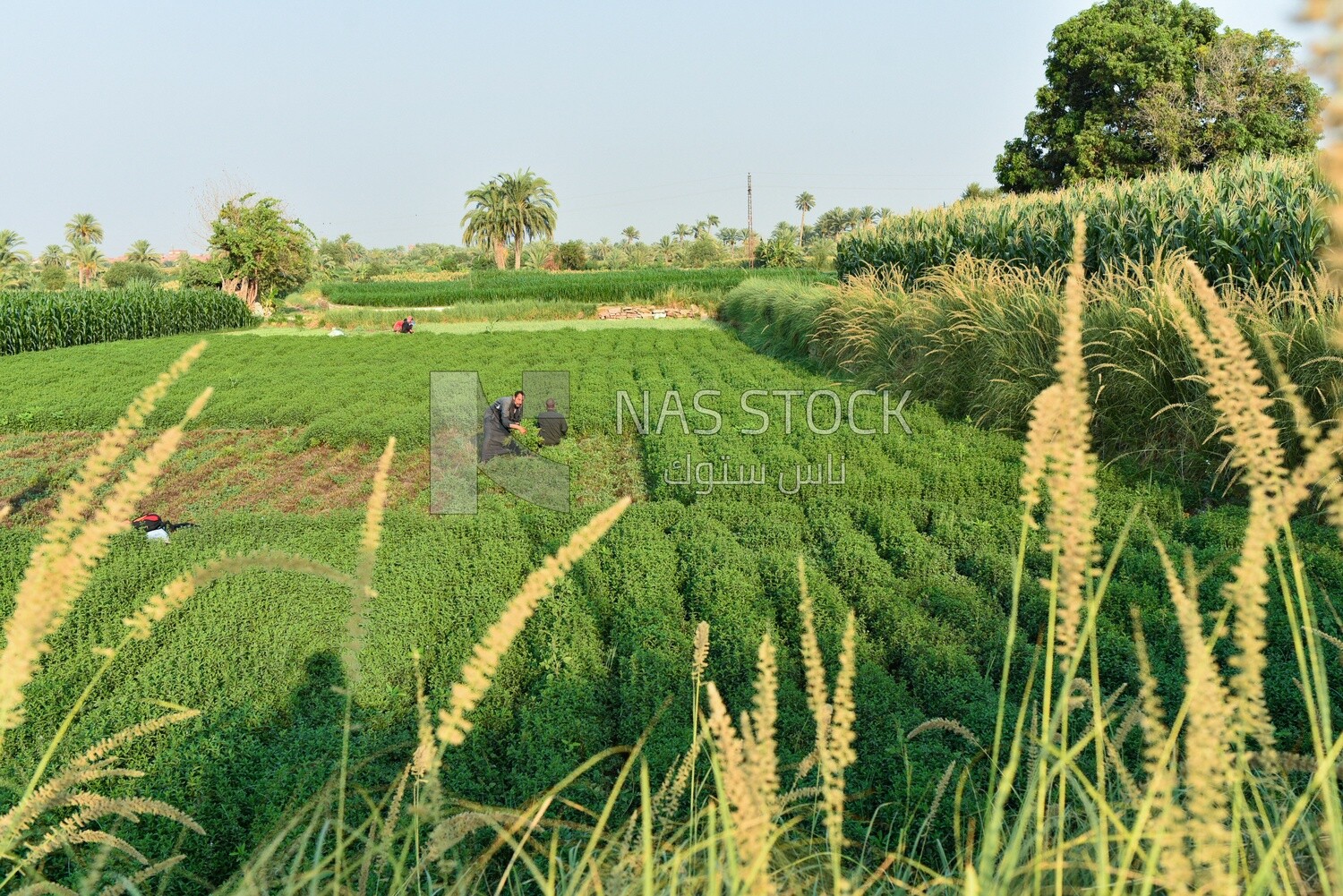 landscape of a large agricultural land with a crop of mint and Egyptian farmers harvesting it