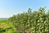 Landscape of a field of blooming sunflowers