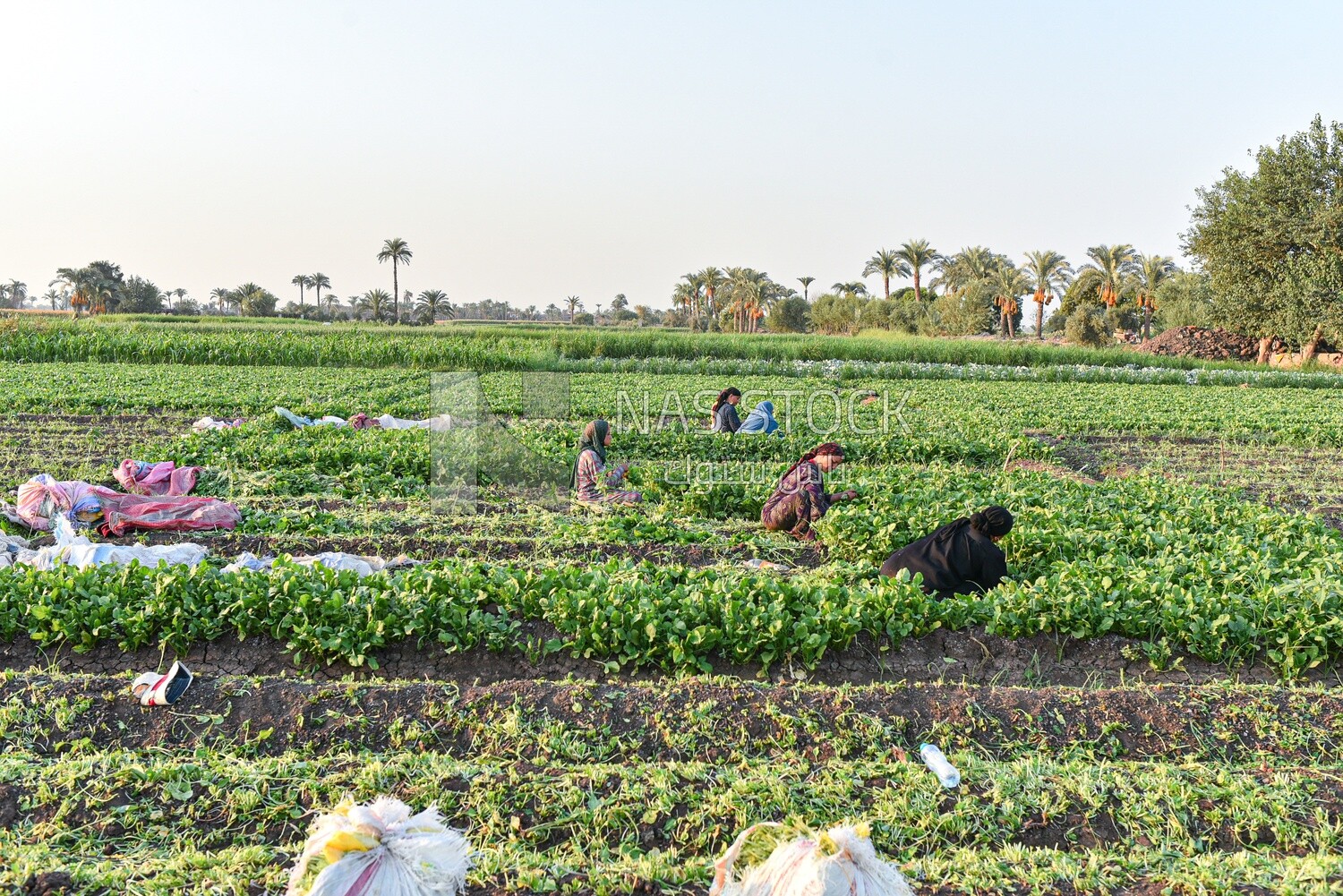A scene of a group of Egyptian women harvesting watercress
