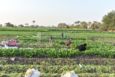 A scene of a group of Egyptian women harvesting watercress