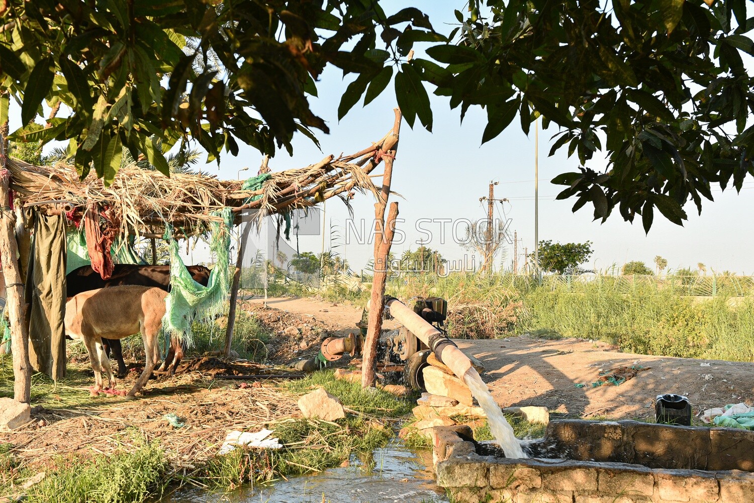 A scene of part of the agricultural land with livestock raised by the farmer