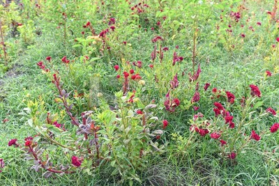 A scene in a field of cocks flowers