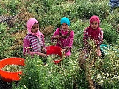 Group of girls working in the chamomile harvest
