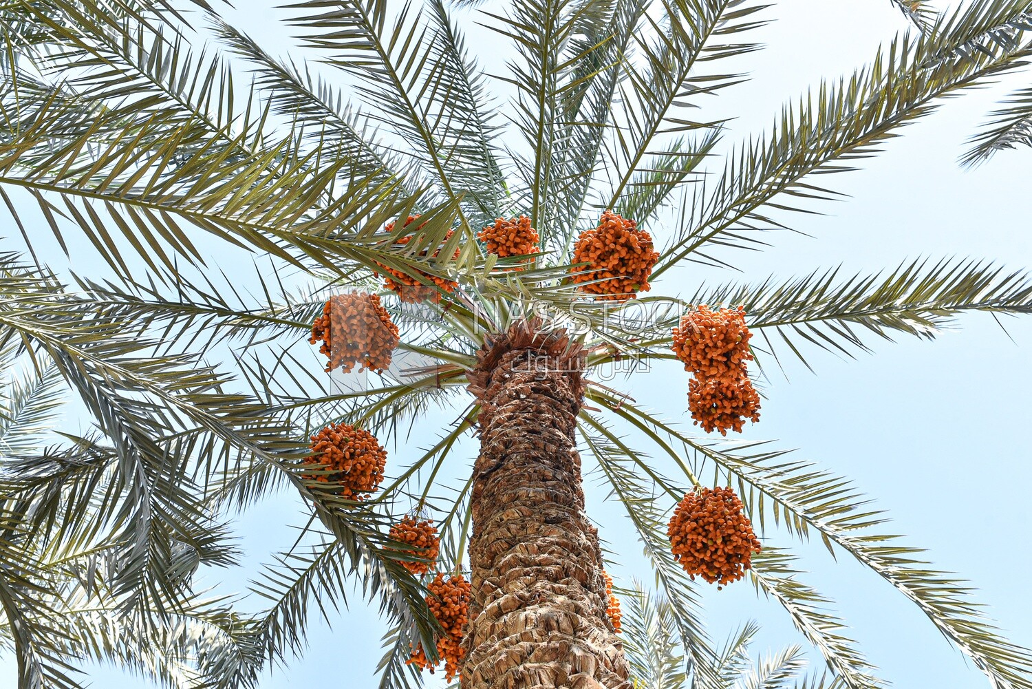 A scene of a palm tree bearing dates