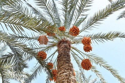 مشهد لشجرة نخيل مثمرة بالبلح والتمر