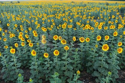 Landscape of a field of blooming sunflowers