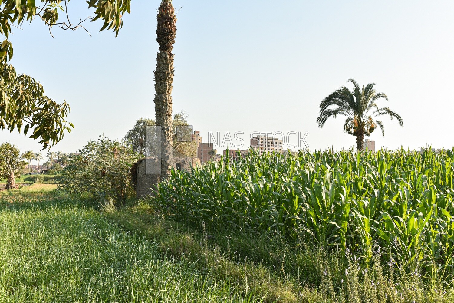 Scene of corn fields next to parsley fields in Egypt
