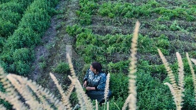 Top view of an Egyptian woman sitting in the field harvesting mint