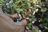 A scene of an Egyptian farmer&#39;s hand picking cotton