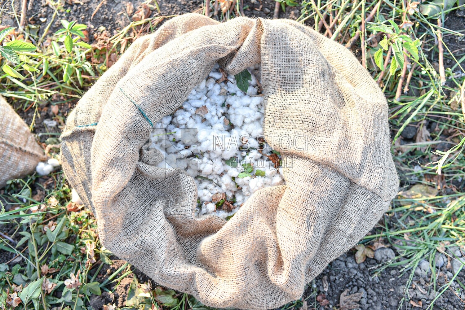 Scene of a bag of Egyptian cotton after harvesting it