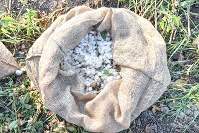 Scene of a bag of Egyptian cotton after harvesting it