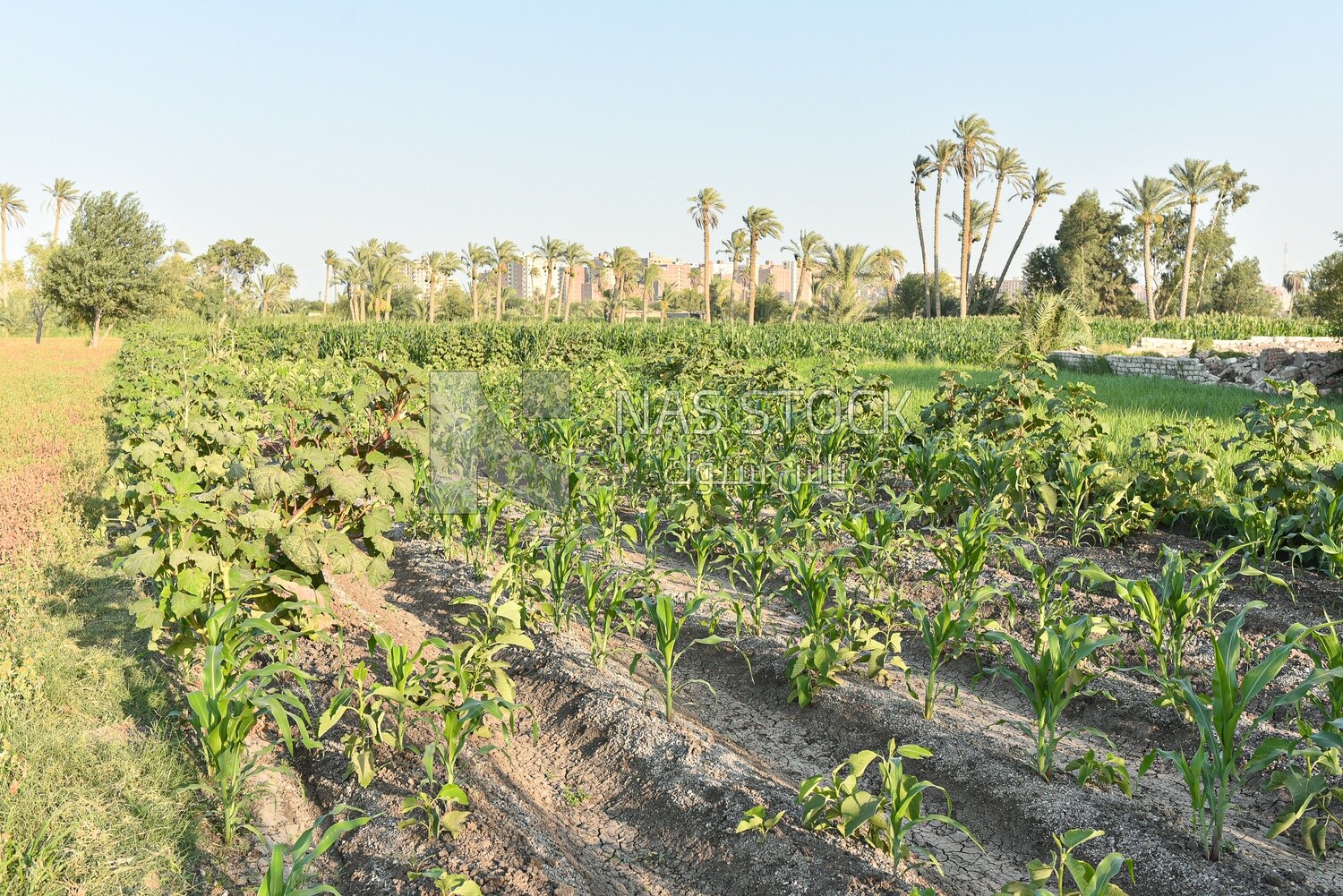 Landscape of agricultural land