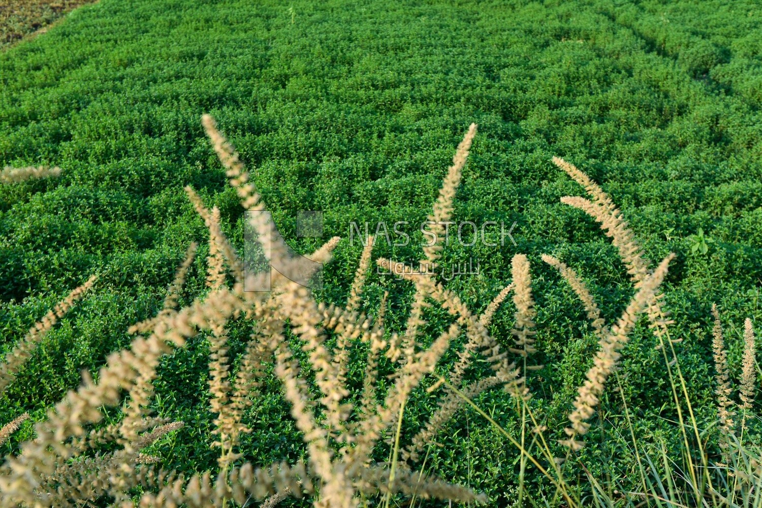 Landscape of a mint field in Egypt