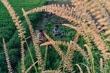 A scene of two women sitting in the field harvesting mint