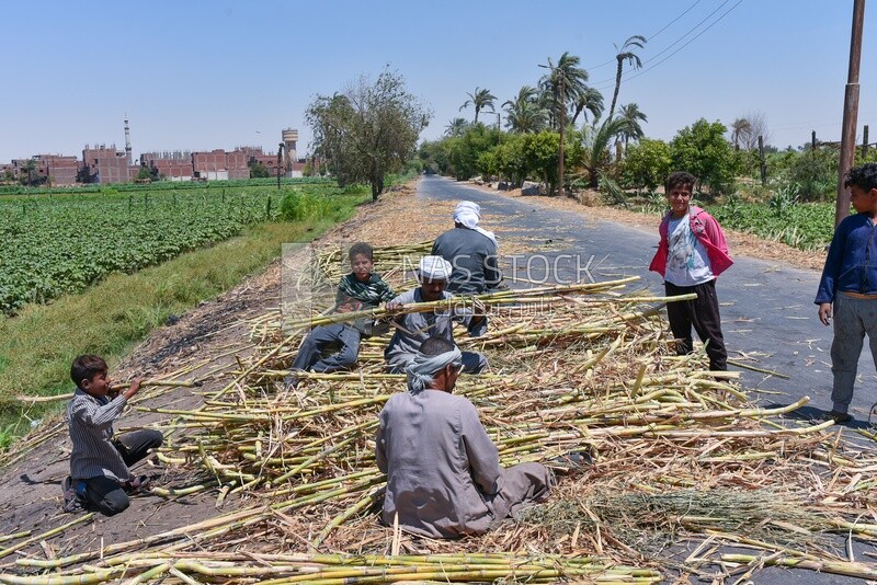 Group of farmers collecting sugarcane to distribute