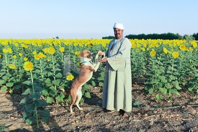 An Egyptian farmer stands with his dog in a sunflower field