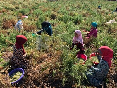 Group of girls working in the chamomile harvest
